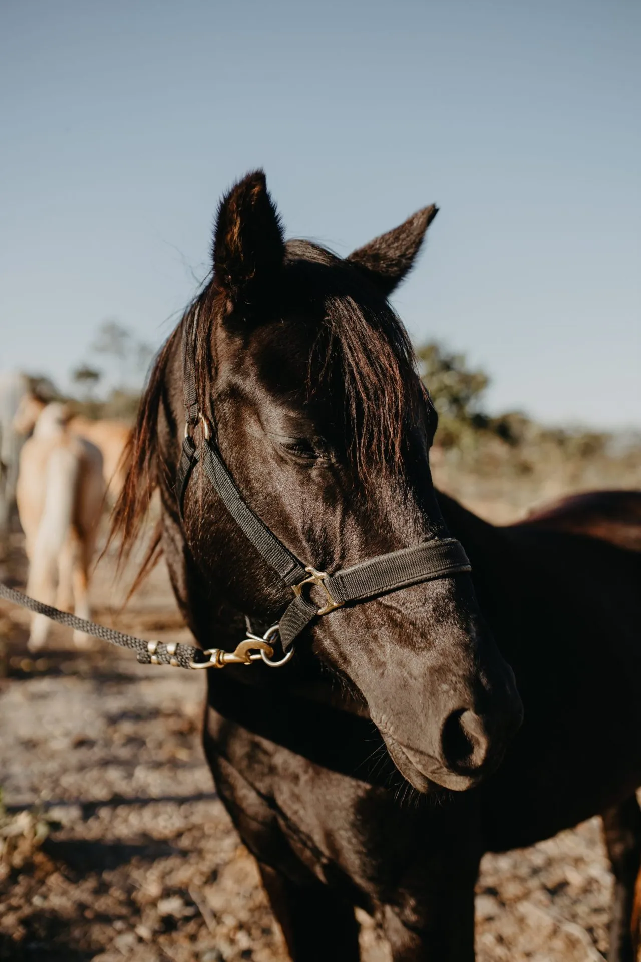 Retrato em close de cavalo escuro com cabresto, olhando para a câmera com Cerrado desfocado ao fundo