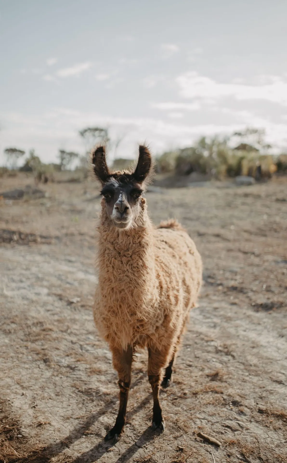 Lhama marrom e dourada olhando diretamente para a câmera no pasto do rancho