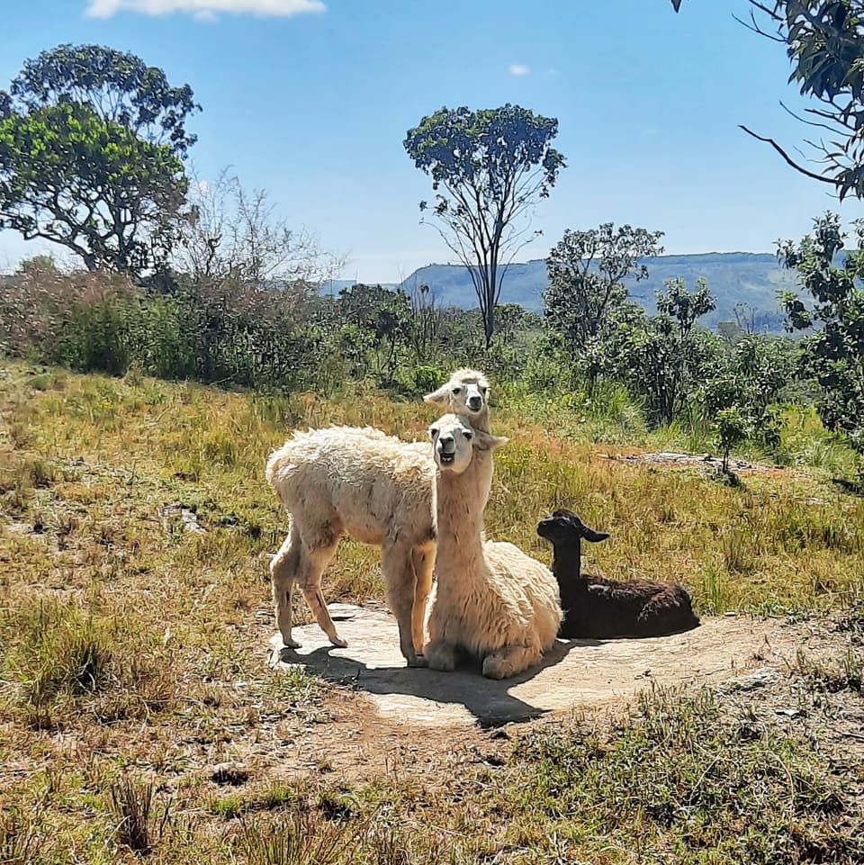Lhamas descansando no pasto do Paradise Ranch, com a serra ao fundo